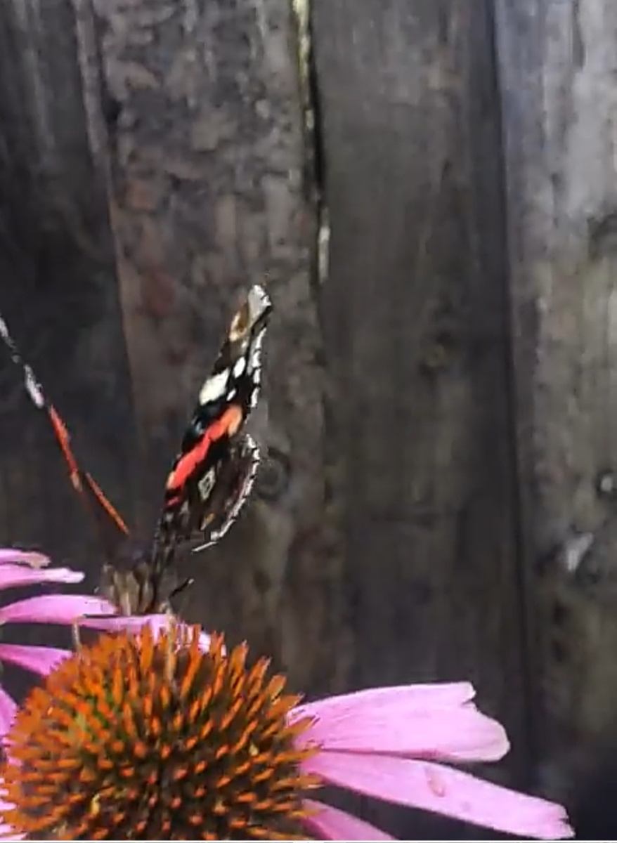 Облюбовала бабочка цветок