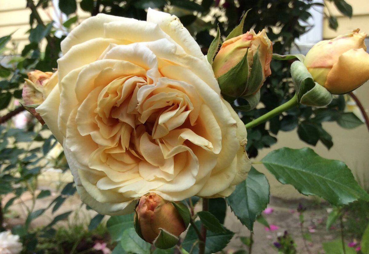 Parfum de Mireille роза