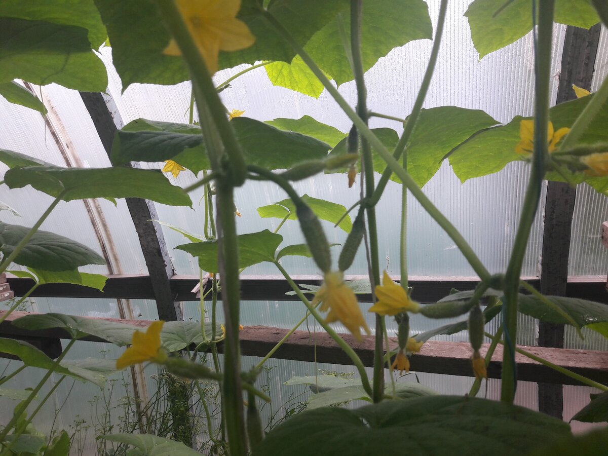 Огурцы Амур F1 в поликарбонатной теплице.