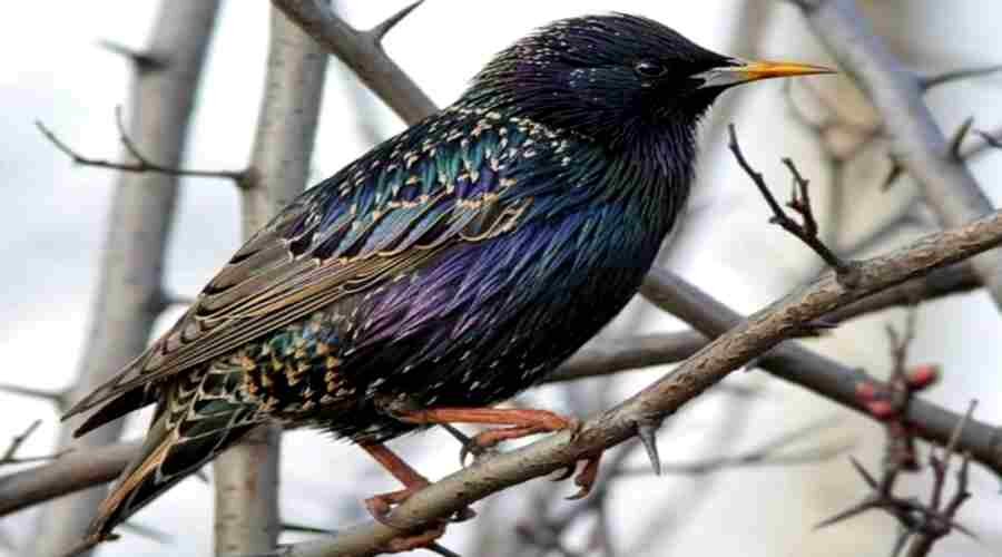 Скворец (Sturnus vulgaris). Птицы Европейской России.