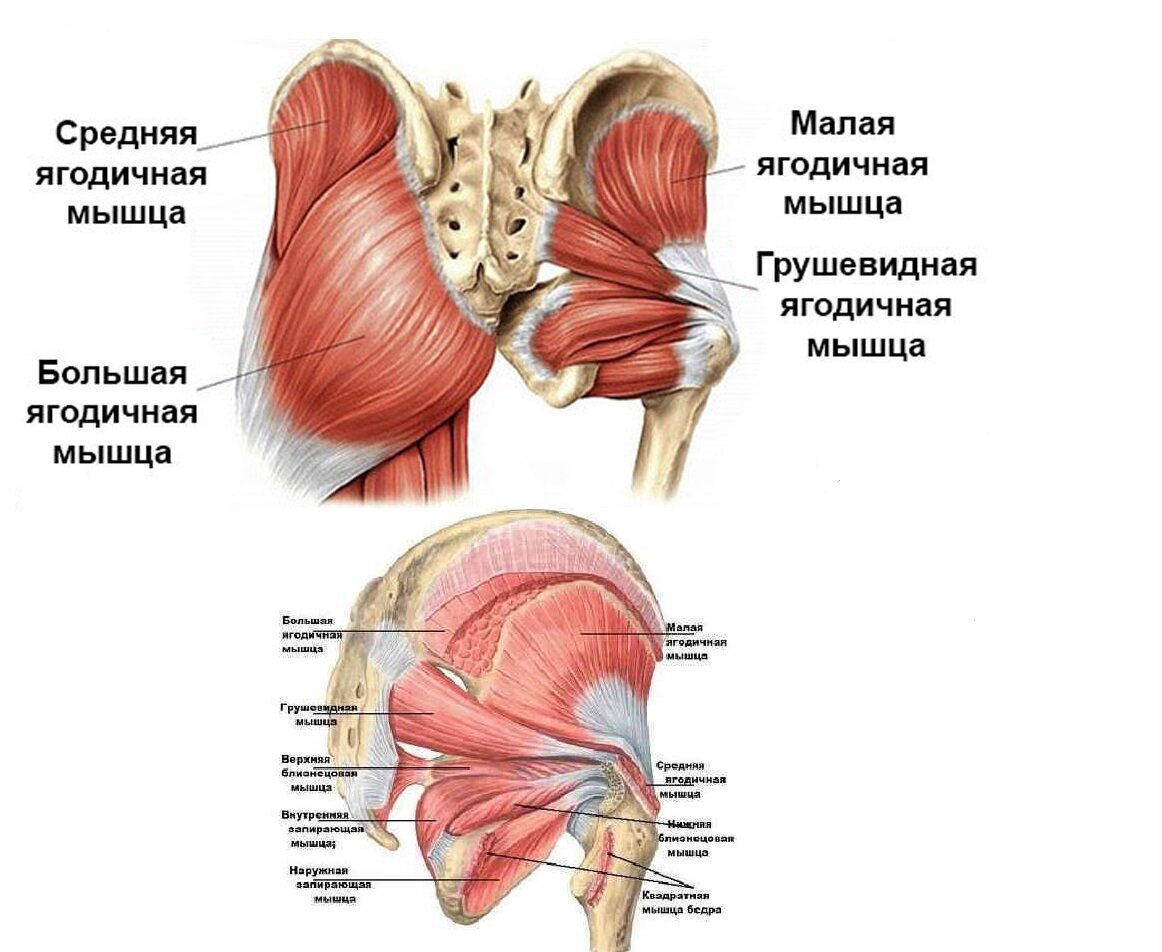 В мышце выделяют