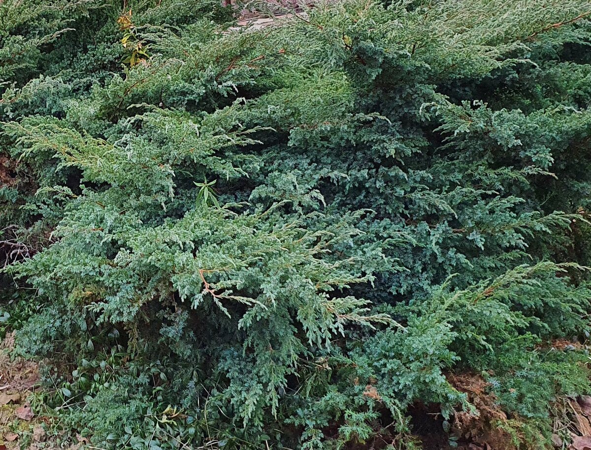 Можжевельник казацкий. Фото автора