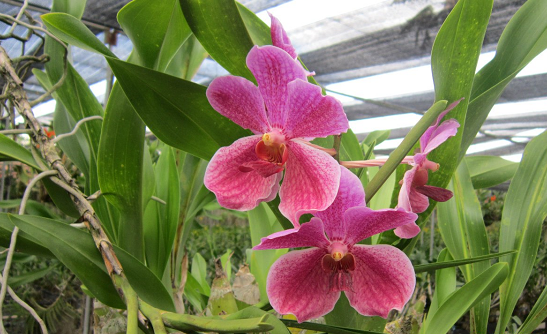 Фера орхидей