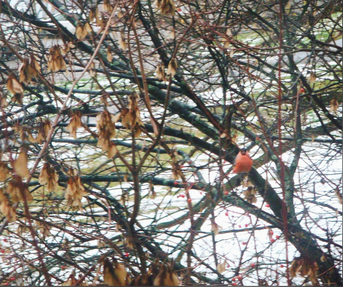 Академгородок Новосибирск фото автора