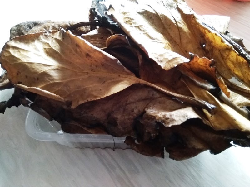 Собрала листья бадана коричневые и черные