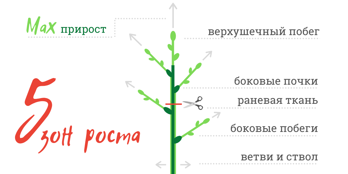 Схема обрезки фикуса бенджамина