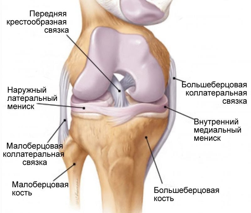 Подколенное сухожилие анатомия