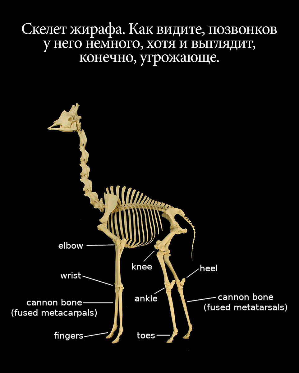 Жираф шейный отдел