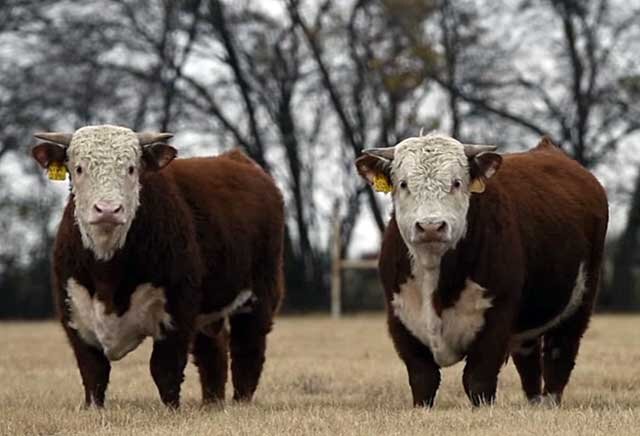 Уникальные генетические особенности казахской белоголовой породы коров
