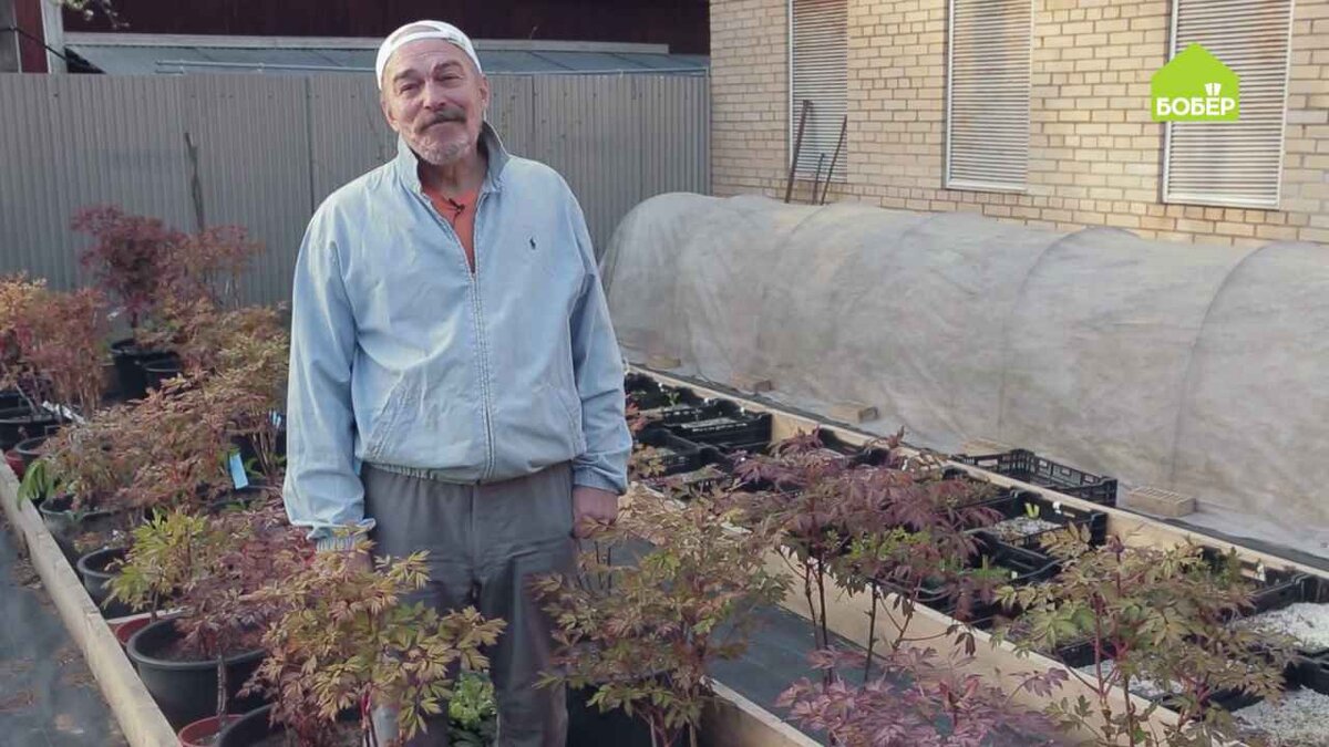 Взрослые кусты древовидных пионов достигают в высоту около двух метров и столько же в ширину. Это зимостойкое растение.