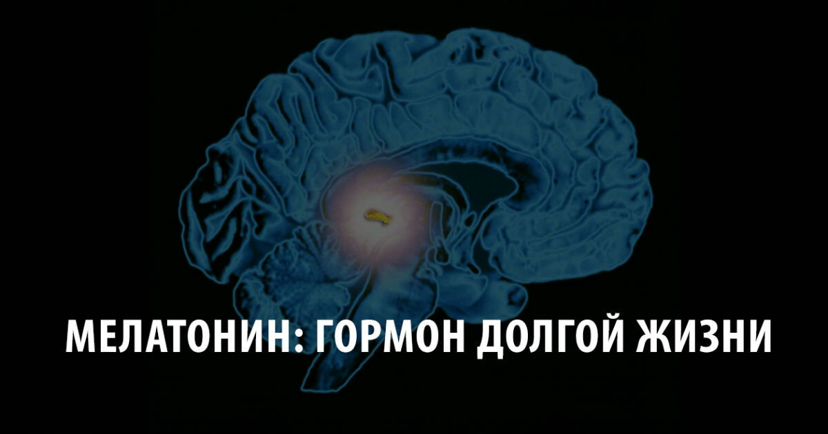 Мелатонин является важнейшим гормоном. Нередко его называют гормоном долголетия. Мелатонин вырабатывается в средней части головного мозга шишковидной железой. Регулирует циркадные ритмы у всех живых организмов.