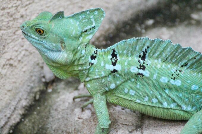 Такой зелененький))