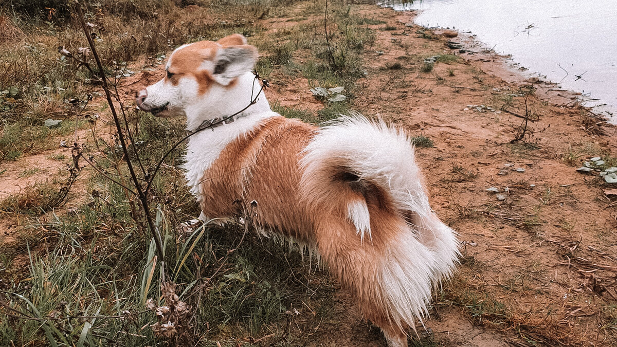 Лохматые штанишки