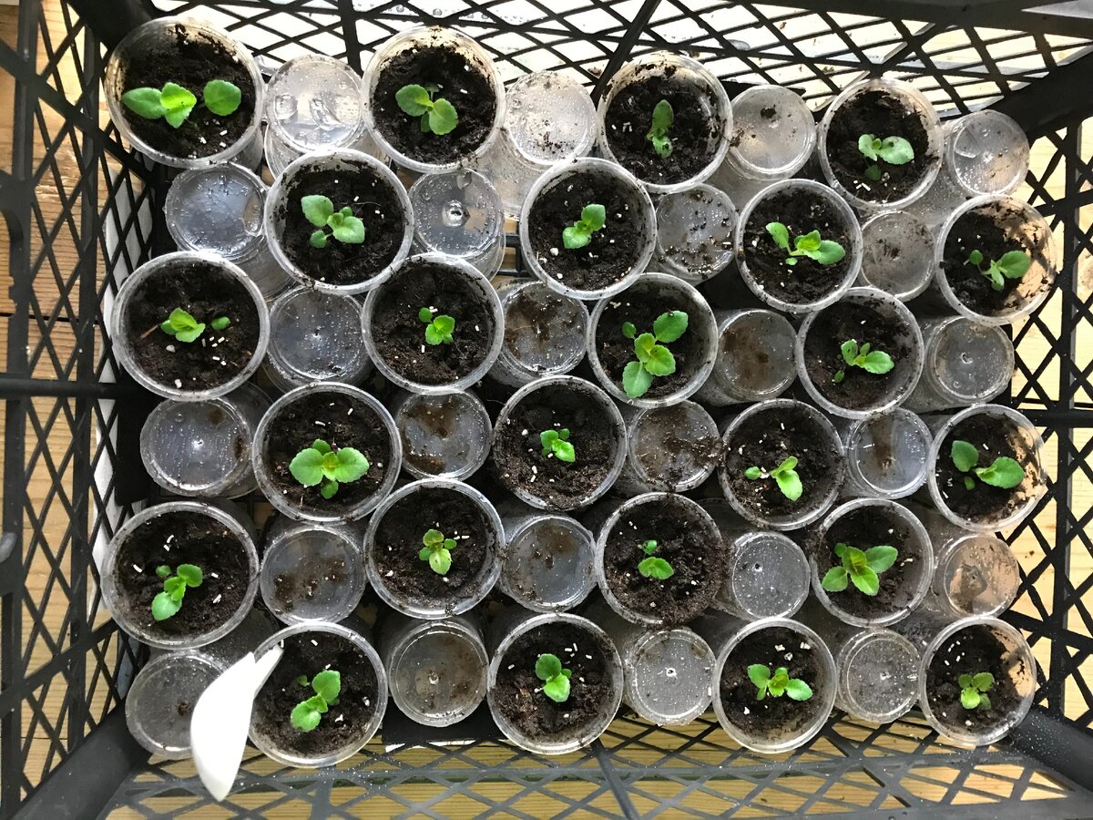 сеянцы глоксинии после пересадки 12 ноября