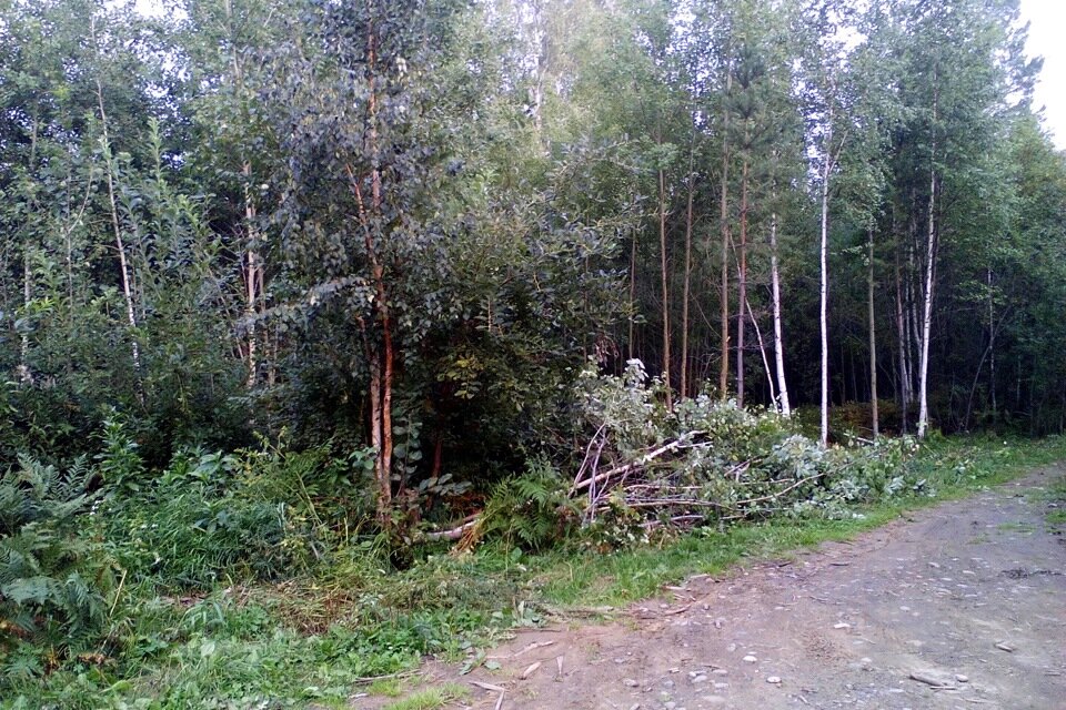 Дремучий лес...