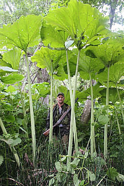Лопухи -выше человеческого роста.