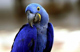 Гиацинтовый ара