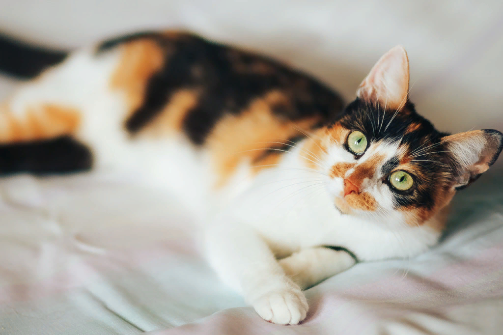 Какие котята родятся у трехцветной кошки. Трехшерстная короткошерстная кошка. Трёхцветная кошка. Трехцветный короткошерстный кот. Трехцветная гладкошерстная кошка.