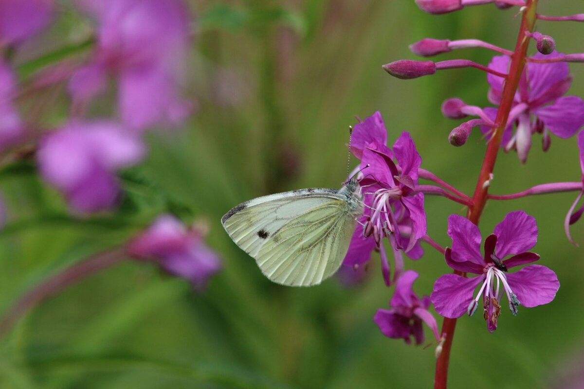 Взято с https://pixabay.com