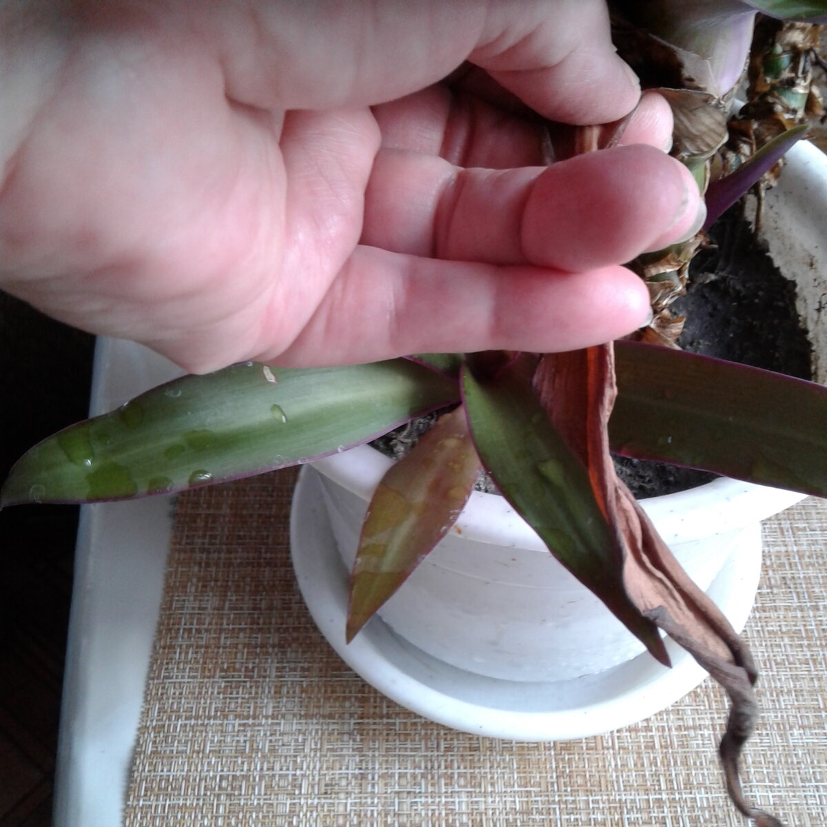 Не надо ждать, пока лист так высохнет, можно и раньше его оторвать