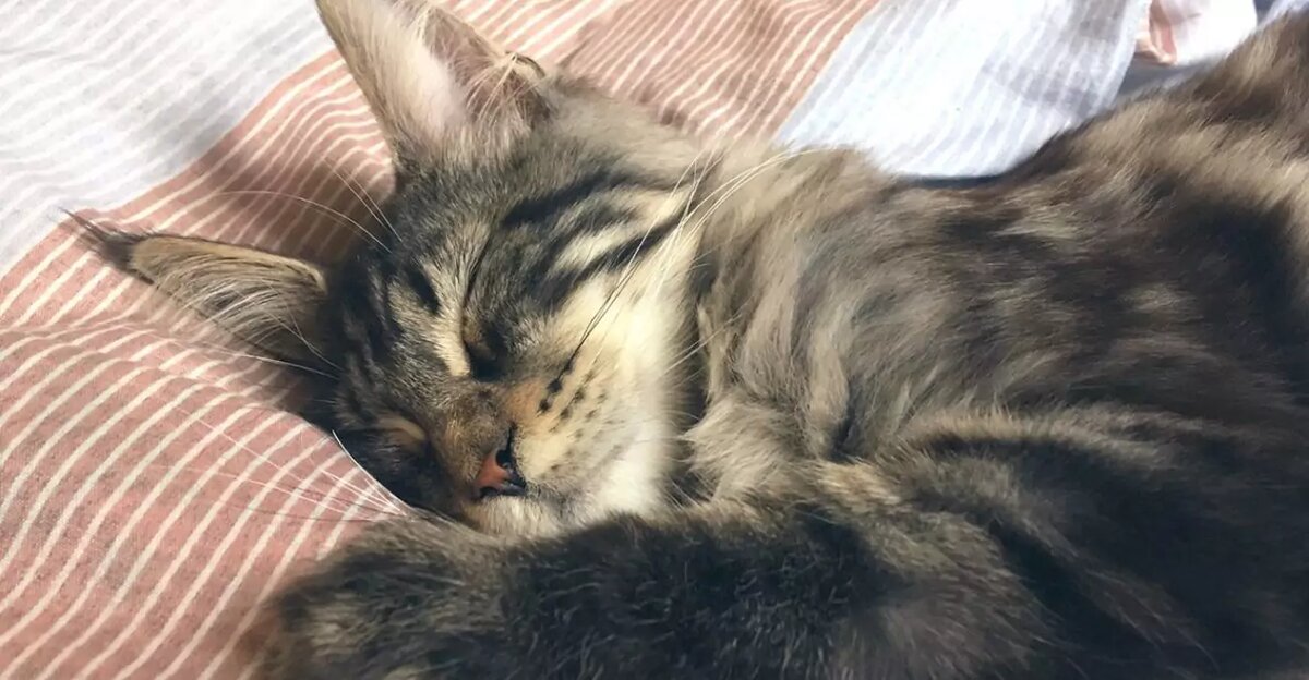 Фото использовано в качестве иллюстрации к истории