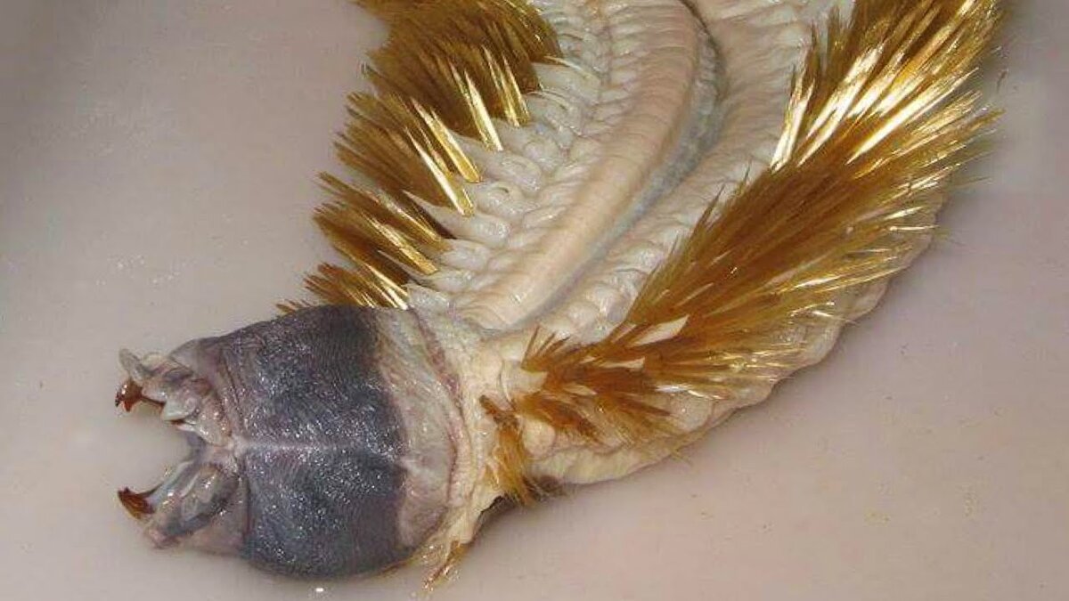 ЭТО НЕ ЁЛОЧНАЯ ИГРУШКА