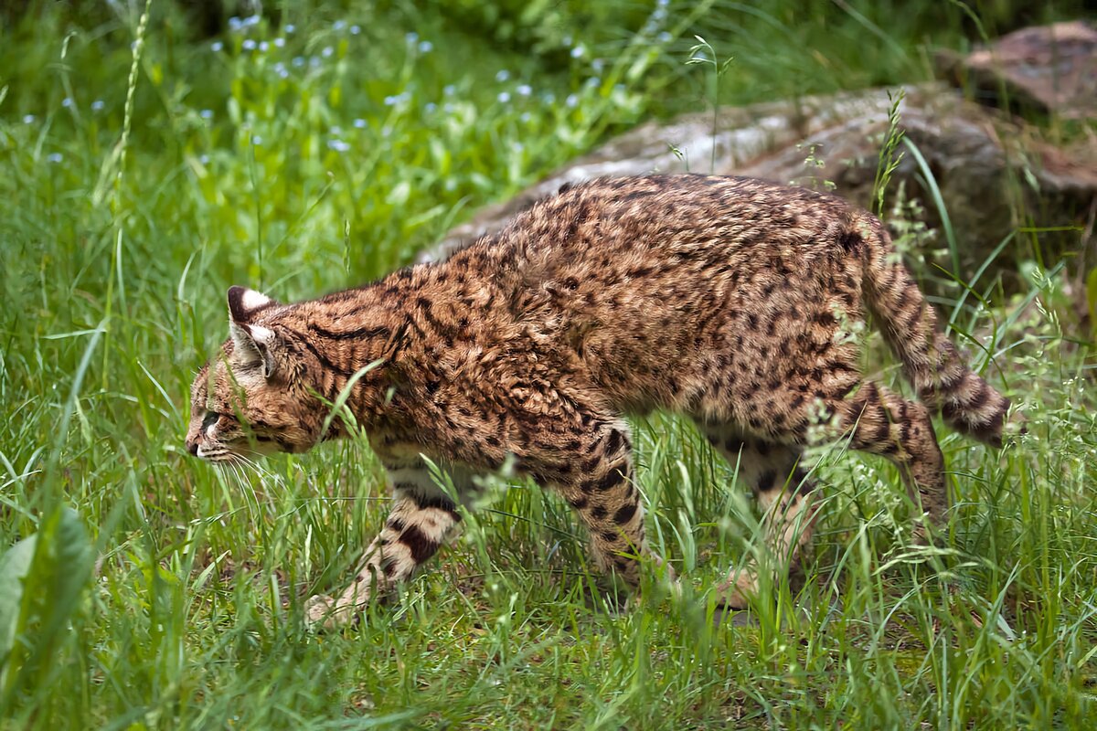 Молниеносная реакция змеи не идёт ни в какое сравнение с реакцией дикой Жоффруа.