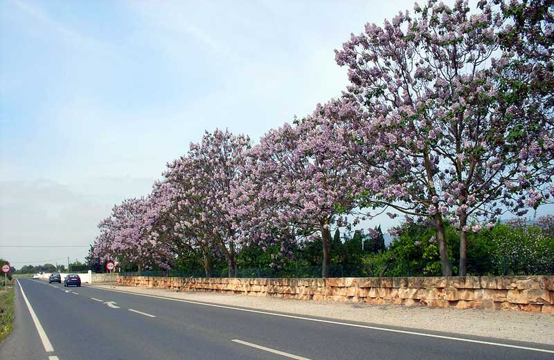 Вдоль дороги цветущие деревья