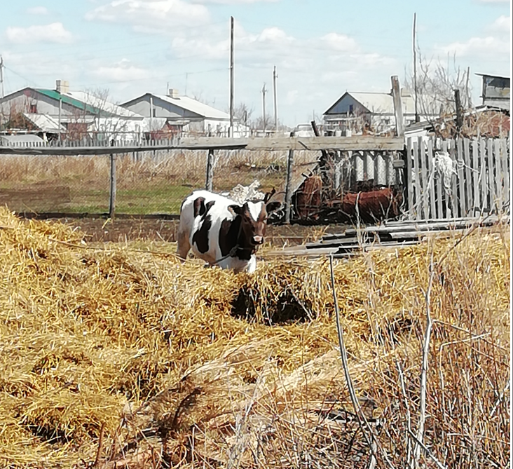 Наш бычок, на него жена тоже смешно реагирует:)