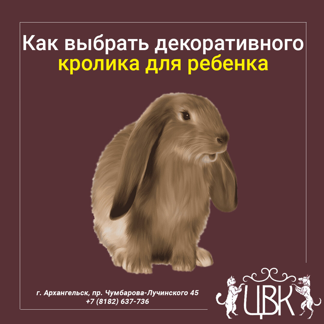 Как выбрать декоративного кролика для ребенка
