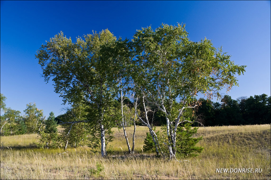 Берёзы