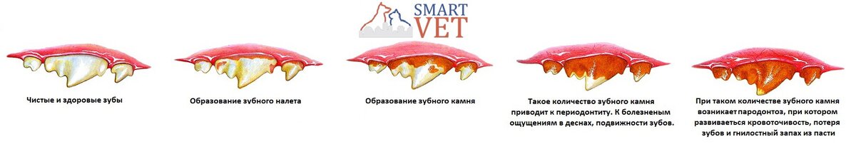 Кариес у собак фото как выглядит ЧЕМ ОПАСЕН ЗУБНОЙ КАМЕНЬ ДЛЯ СОБАК И КОШЕК? КАК ЛЕЧИТЬ? СмартВет Дзен