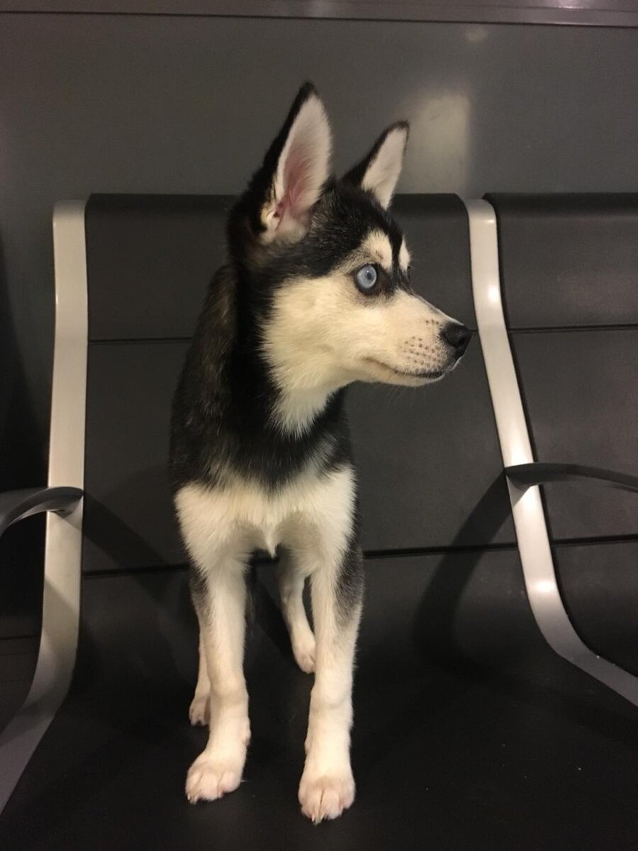 Аляскинский Кли Кай 