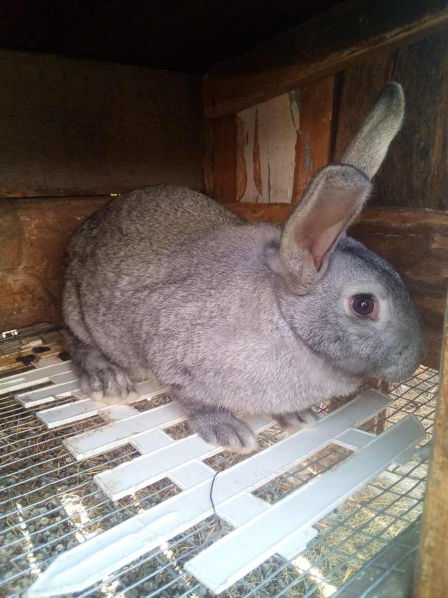 Сара, одна из новых девочек.