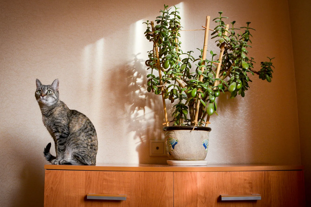 Кот на охране денежного дерева!