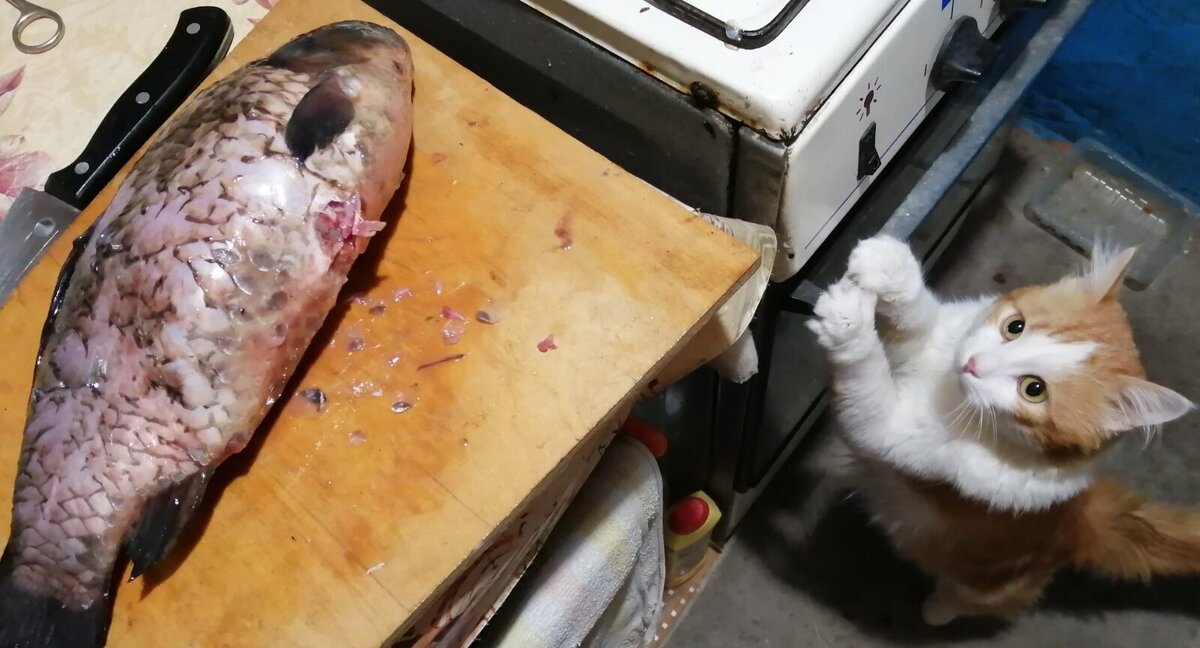 Не мучайте бедную рыбу, дайте я ее так слопаю. Фото автора