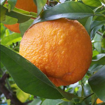 Кожица апельсина вам ничего не напоминает? (фото из интернета)