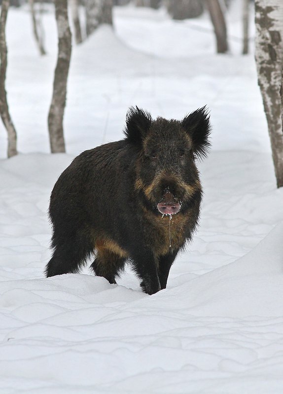 Фото Яндекс. 