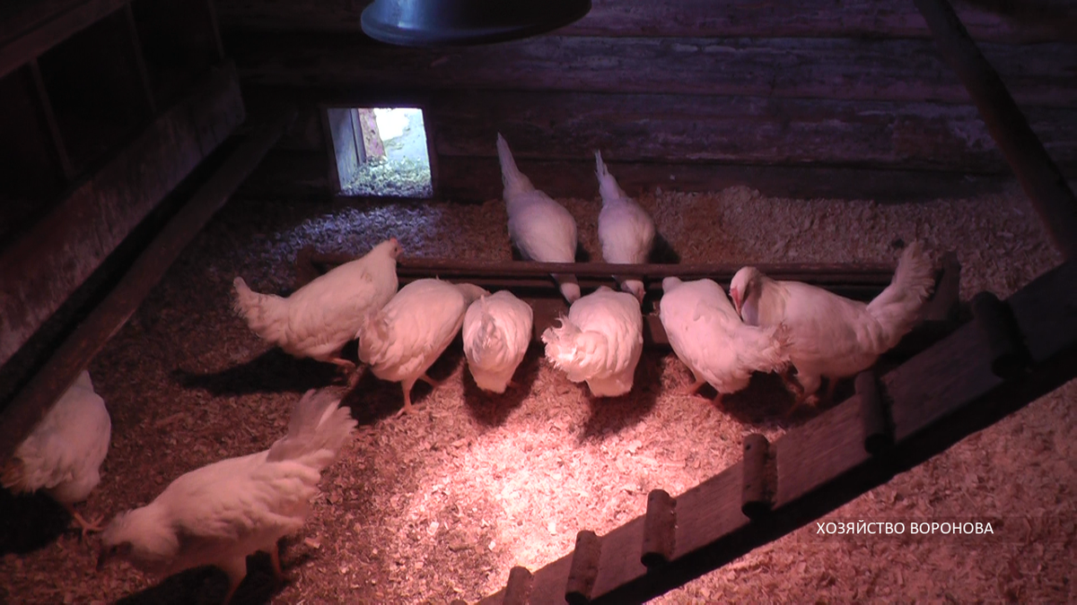 Привезли кур. Молодки кушают