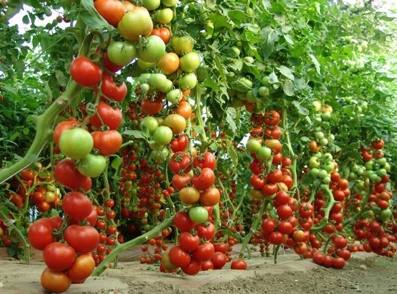 Фото из Интернета