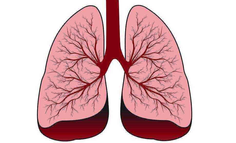 Источник: Яндекс. Картинки. Лёгкие человека. Схема.