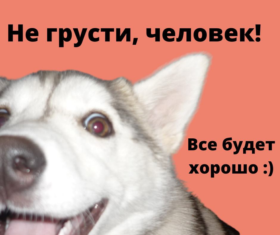 Как собака чувствует, что человек в опасности: особенности интуиции и поведения