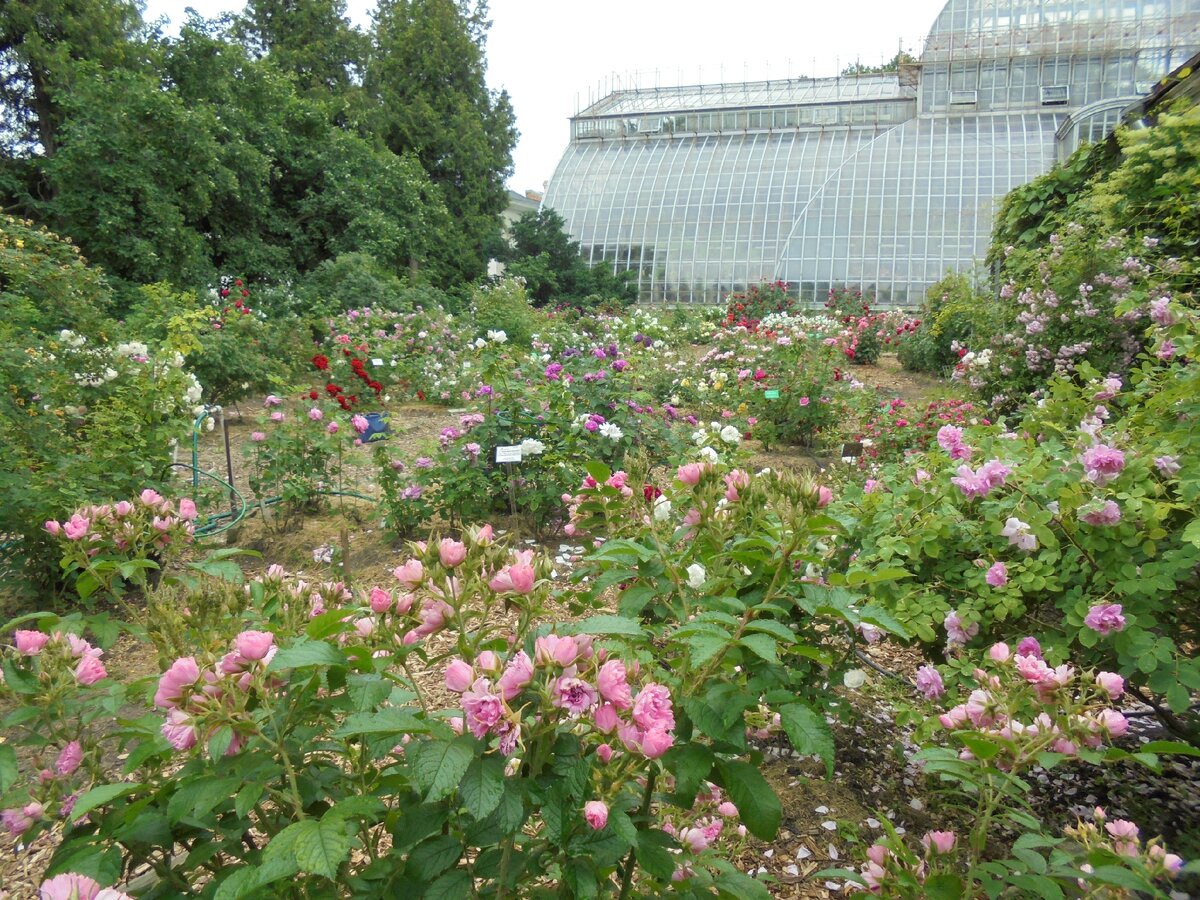 розарий в Ботаническом саду Петра Великого