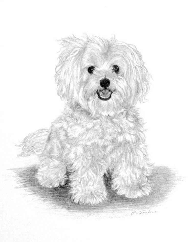 Рисунок взят отсюда:    https://www.etsy.com/ca-fr/listing/69728410/havanese-dog-drawing-art-print-havanese , но именно таким мне видится герой моего рассказа - маленький и пушистый пёсик по кличке Джой.