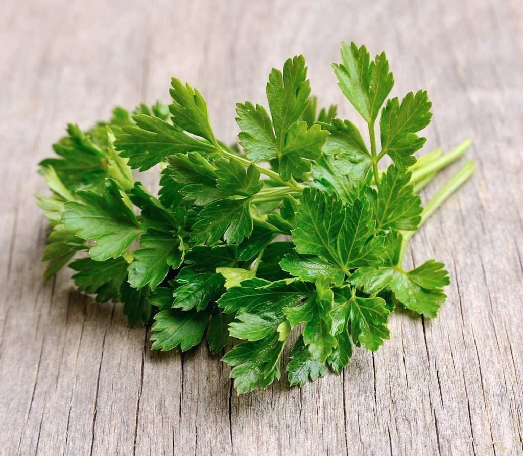 Parsley перевод на русский. Петрушка листовая Бутербродная. Петрушка parsley. Петрушка Ақжелкен. Петрушка Бриз.