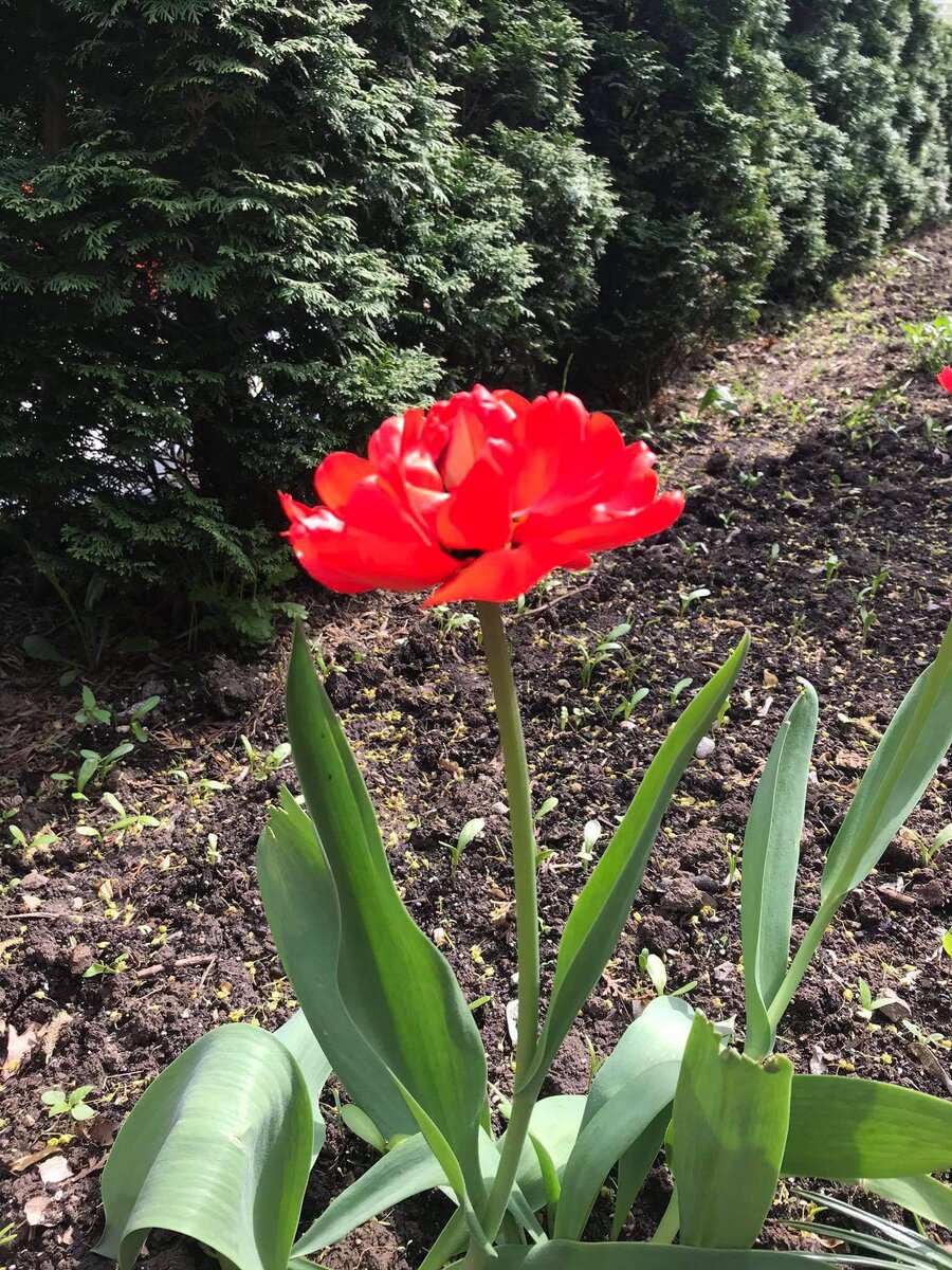 Чем не аленький цветочек