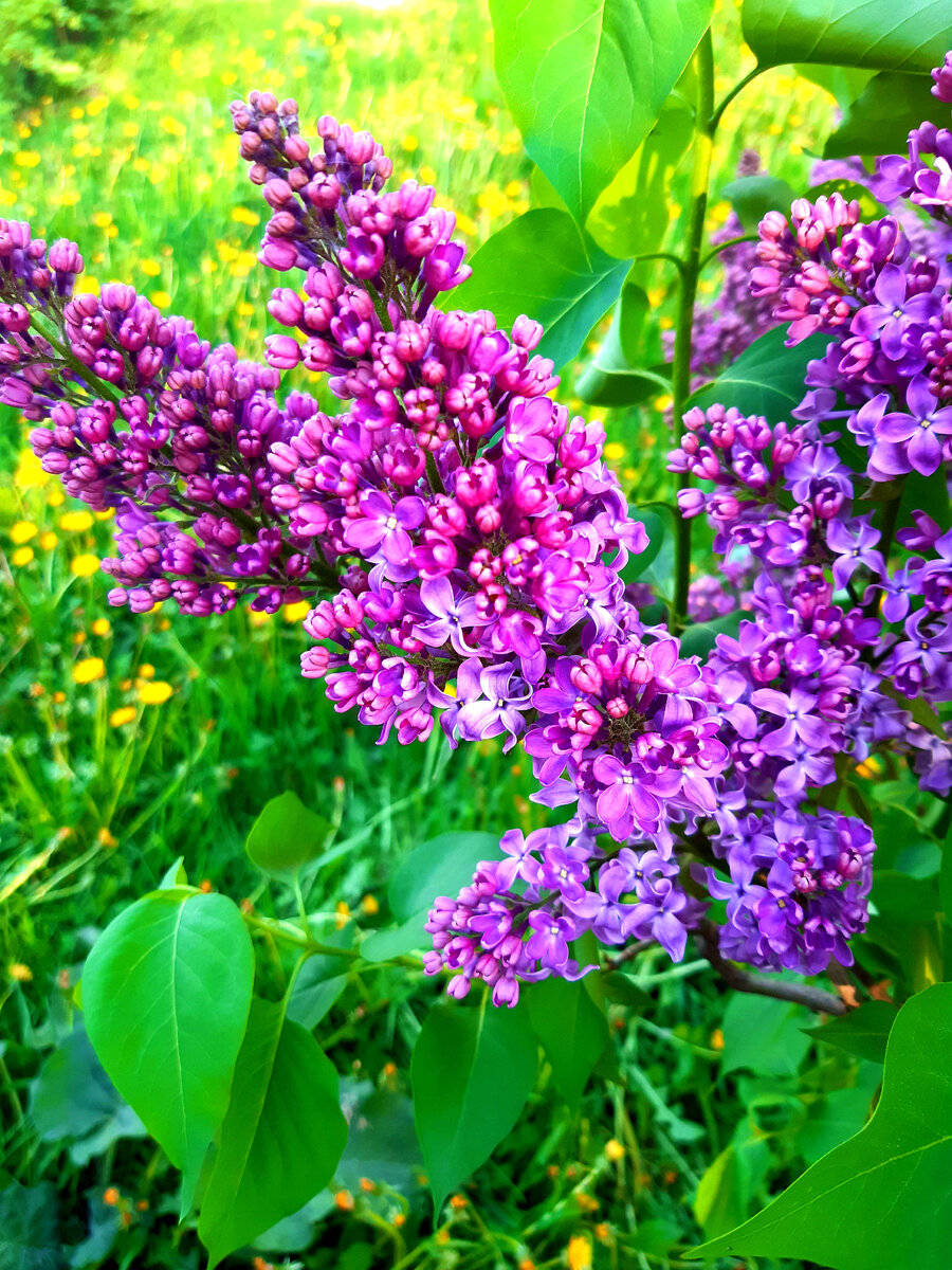 личный архив