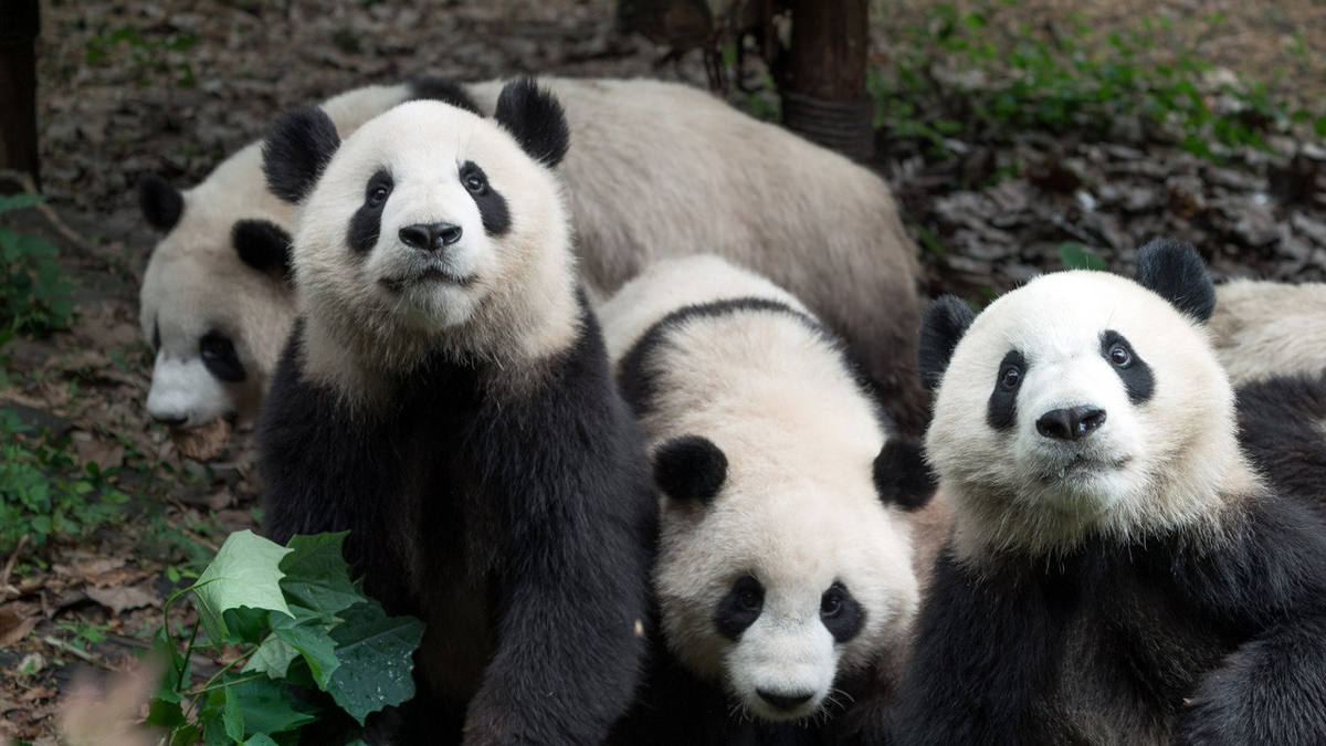 Чэнду панды. Заповедник панд в Чэнду. Чэнду Китай панды. Чэнду зоопарк панд.