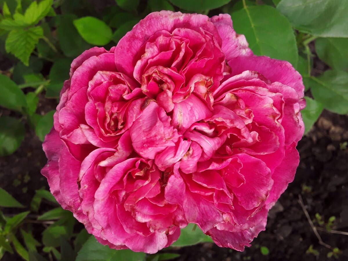 Чайно-гибридная роза, сорт неизвестен: первый цветок с типичными следами жизнедеятельности трипсов