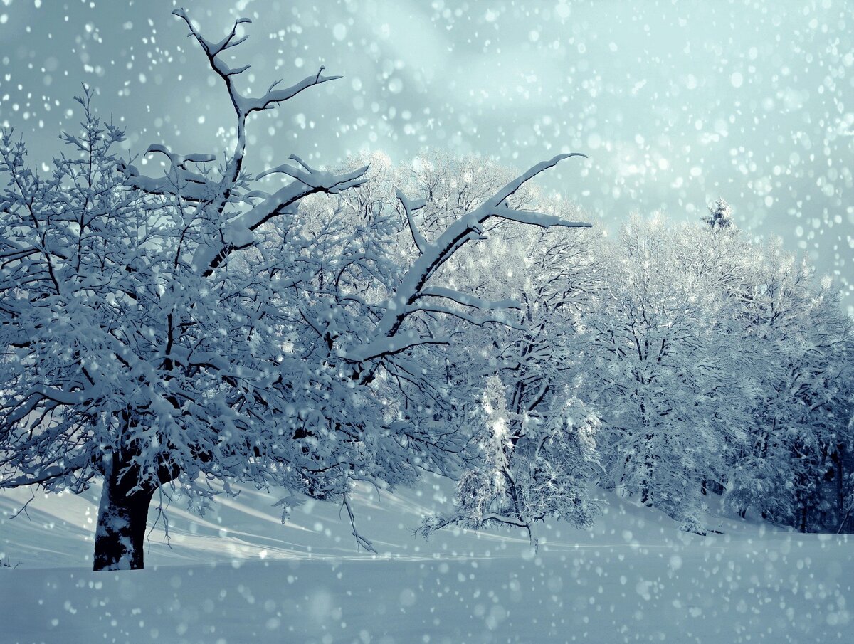 Картинка взята с сайта Pixabay. Адрес: https://pixabay.com/ru/photos/%D0%B4%D0%B5%D1%80%D0%B5%D0%B2%D1%8C%D1%8F-%D1%81%D0%BD%D0%B5%D0%B3-%D0%B7%D0%B8%D0%BC%D0%B0-%D0%B7%D0%B8%D0%BC%D0%BD%D0%B8%D0%B9-%D1%81%D0%BD%D0%B5%D0%B6%D0%BD%D1%8B%D0%B9-1861704/